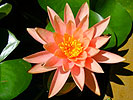 Lotus Flower